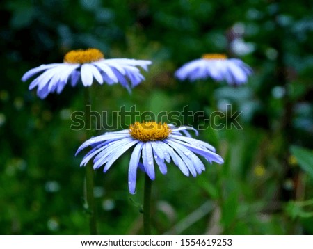 Growing sulfur daisies on a green background. Place for text.