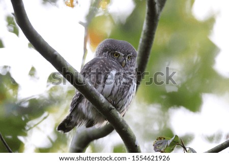 Eurasian pygmy owl-Swabian Jura Germany