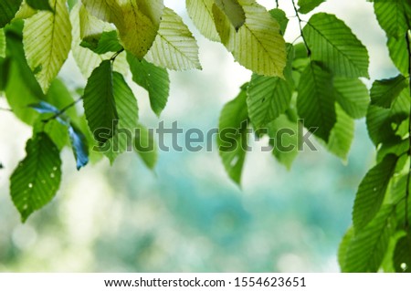 
Autumn floral background. Colorful yellow and green foliage on a sunny day. Autumn branches trees and leaves in nature. Autumnal Park. Blurred image