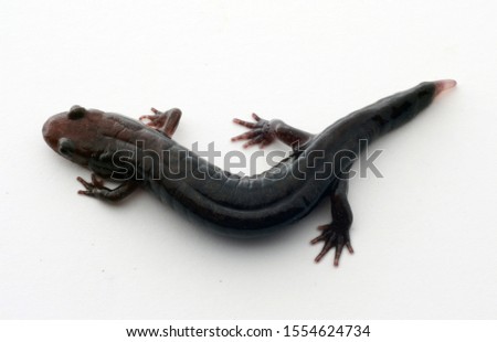 Dorsal view of a Northern Dusky Salamander (Desmognathus fuscus) with a regenerating tail.  On white background.