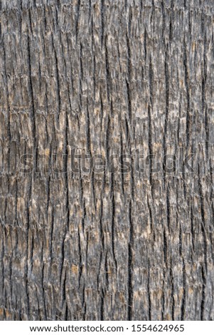 Closeup view of texture of desert palm tree bark. Organic background. Vertical color photography.