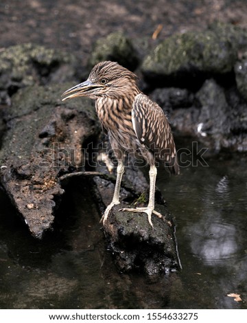 Black crowned Night-heron juvenile bird closeup perched on a rock by the water and displaying its plumage, head, beak, eye,  and enjoying its surrounding and environment.
