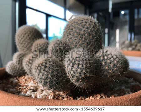 Cactus in the pot on the desk
