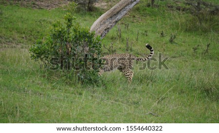 couple of cheetah brothers hunting in the African savannah in Kenya