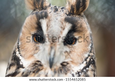 Closeup of owl head. Cropped picture. Wallpaper picture