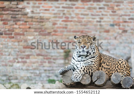 Beautiful but dangerous tiger rests on the boards. Texture background. Copy space picture
