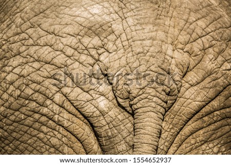 Close up of African bush elephant tail in Kruger National park, South Africa ; Specie Loxodonta africana family of Elephantidae