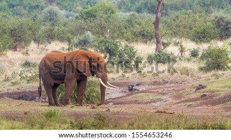 African bush elephant with long tusk and red dirt skin in Kruger National park, South Africa ; Specie Loxodonta africana family of Elephantidae