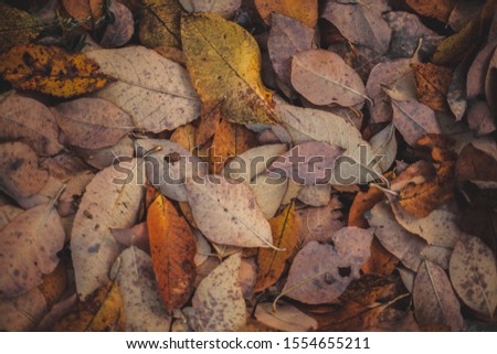Beautiful autemn background for your text, design or presintation. Picture for background. Autemn leafs for background.