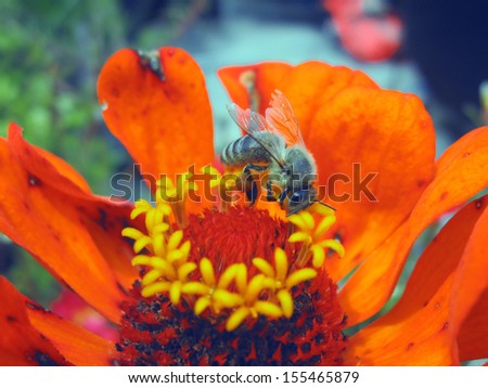 Bee on a flower with pollen.