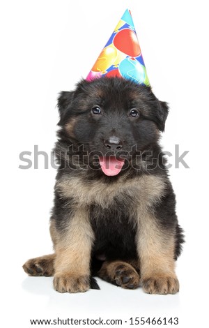 German shepherd puppy in party cone posing on a white background