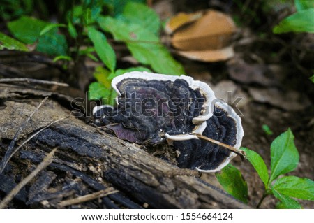 Black and white wild mushrooms growing in a timber