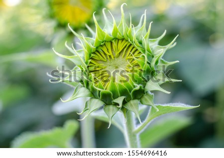 Bokeh image, sunflower ready to bloom  Naturally beautiful