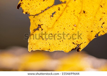 Yellow leaf vein of autumn discoloration