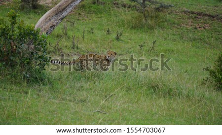 couple of cheetah brothers hunting in the African savannah in Kenya
