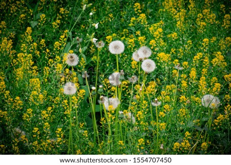 A field of wildflowers with white dandelions
