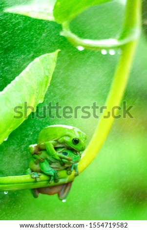 green frog colorfull conservation jungle