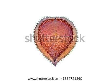 Giant lotus pad or giant water lily pad with heart shaped, new leaves opening for decoration design, isolated on white background with clipping path.