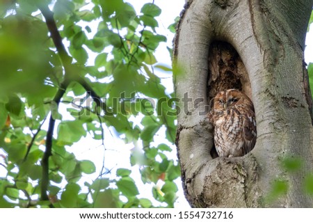 Tanwy Owl in the forrest, fall in the Netherlands.