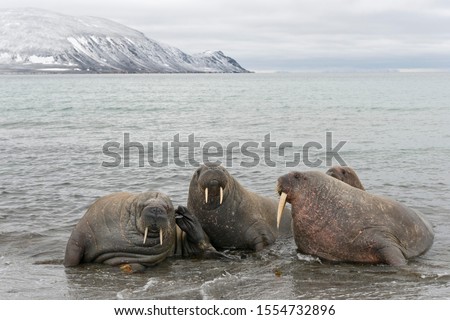Pod of Walruses (Odobenus rosmarus) on a beach, Phippsøya, Sjuøyane, Svalbard Archipelago, Svalbard and Jan Mayen, Norway