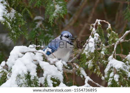 Blue Jay bird on snow covered branch