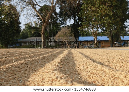 Farmers bring rice to dry in the sun after harvest.