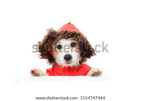 dog head wearing a fluffy hat for winter or autumn cold temperature with paws edge sign. Isolated on white background.