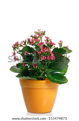 closeup kalanchoe flowering plant in pot on a white background