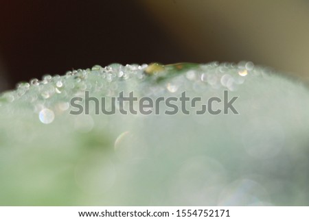 Bokeh is caused by water droplets on the leaves.