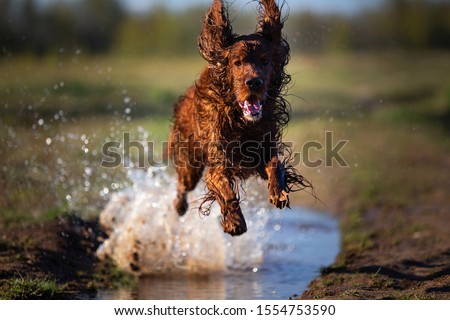 Wet dirty Irish Setter dog running fast and jumping on muddy puddle with water splashes on green field on spring day Royalty-Free Stock Photo #1554753590