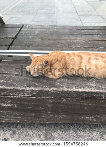 Depressed stray cat sleepin on the street