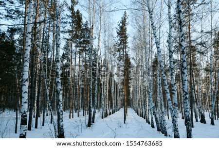 Slender rows of birches and pines in the winter forest.