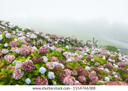 Image of beautiful landscape with hydrangeas flowers in Azores Portugal. Tropical nature in Sao Miguel Island, Azores. Flowers wallpaper picture.