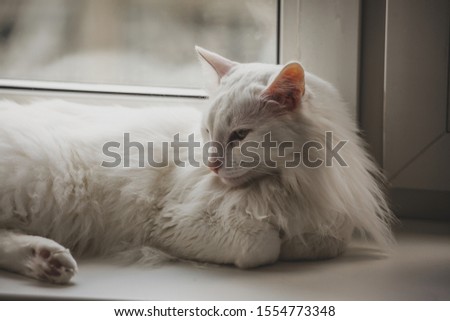 Beautiful white cat sitting on the window