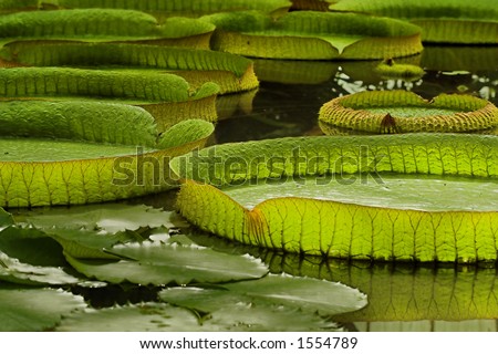 Victoria Regia, the world's largest leaves, of Amazonian water lilies Royalty-Free Stock Photo #1554789