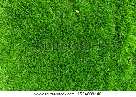 Close up top view Green grass texture background, Park green lawn texture