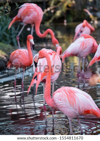 A flock of Pink Flamingo drinking water and playing in the water