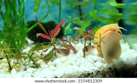 Big bright yellow Pomacea bridgesii, white marble chips cover the bottom, purple aquatic plant, blurred green water plants, cladophora and Corydoras panda on the blue background, wallpaper, picture 