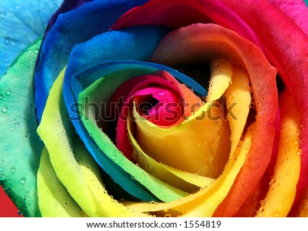 Multicolor rose