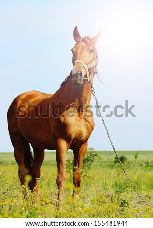 sunshine portrait of a brown horse standing in field alone, summertime