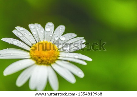 Transparent raindrops on the petals of a daisy flower close-up in the sun. Copyspace. Royalty-Free Stock Photo #1554819968