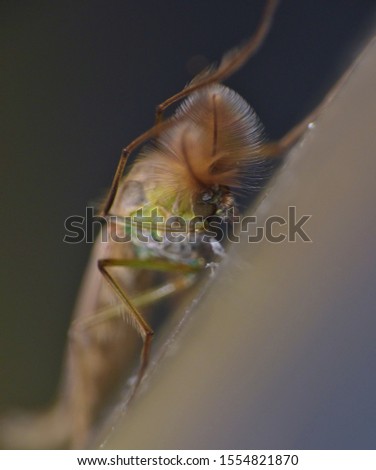 Macro shot of a Green tiny Midge in the garden, picture taken in the UK.