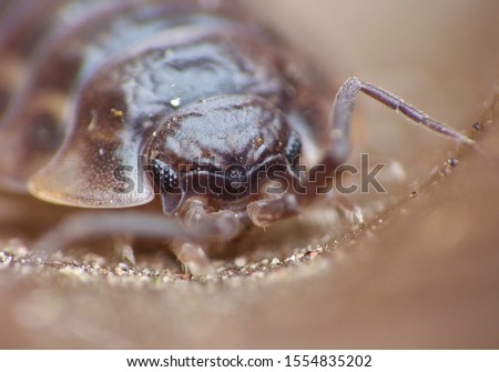 close up photo of a purple woodlouse / doodle bug / pill bug / roly poly bug with details. photo taken in the untied kingdom.