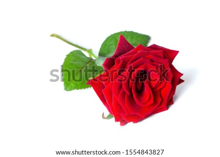 Fresh red rose on a white isolated background. Close-up. Beautiful flower.