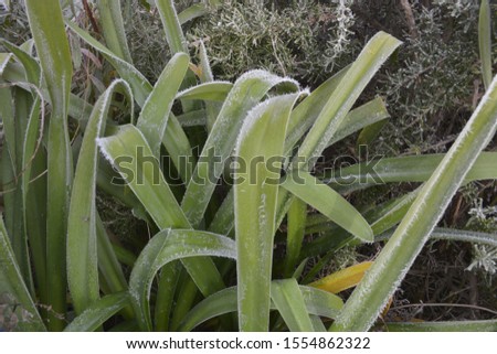 tight plan on a frozen green plant in winter