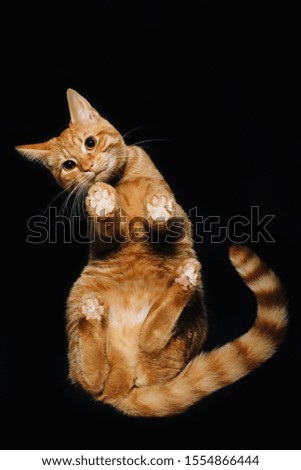 Lovely orange kitten in front of a black background