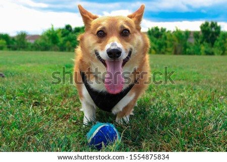 Picture of a corgi dog - 3 years old