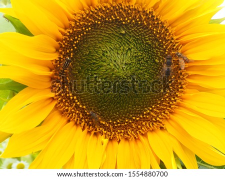 Young yellow bright sunflower with bees and a fly