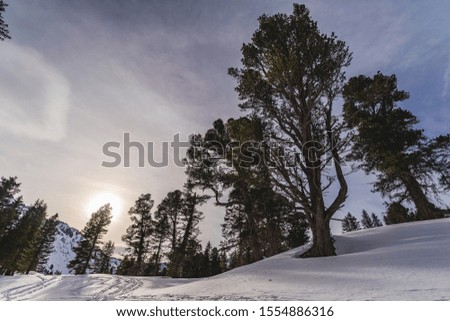 Winter mountain landscape with a big dominant tree in the front of a picture. Interesting clouds in the sky, sun peaking behind a tree.