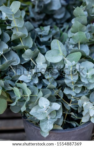 Fresh cut branches of Eucalyptus baby blue plant at the greek flowers shop in October. Vertical. Close-up. Royalty-Free Stock Photo #1554887369